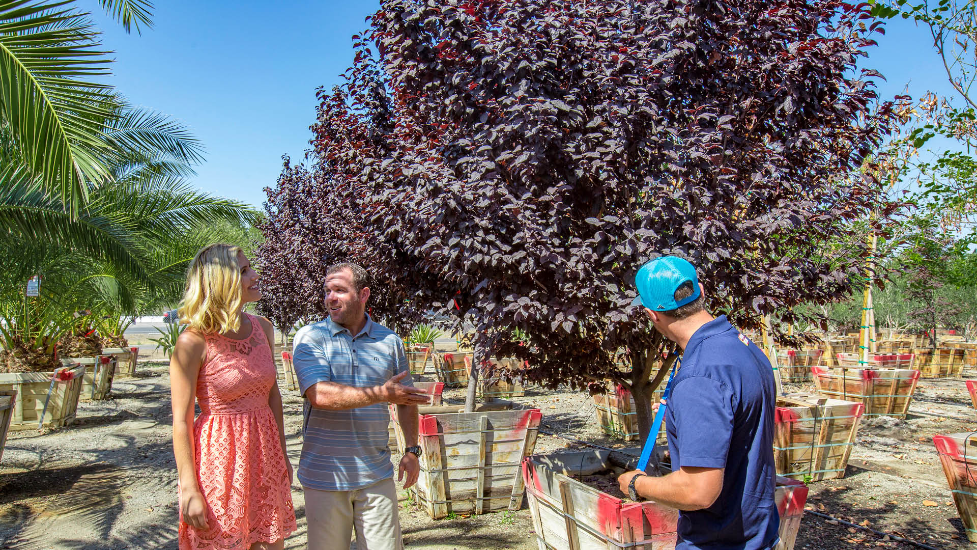 Moon Valley Nurseries Why Choose Us